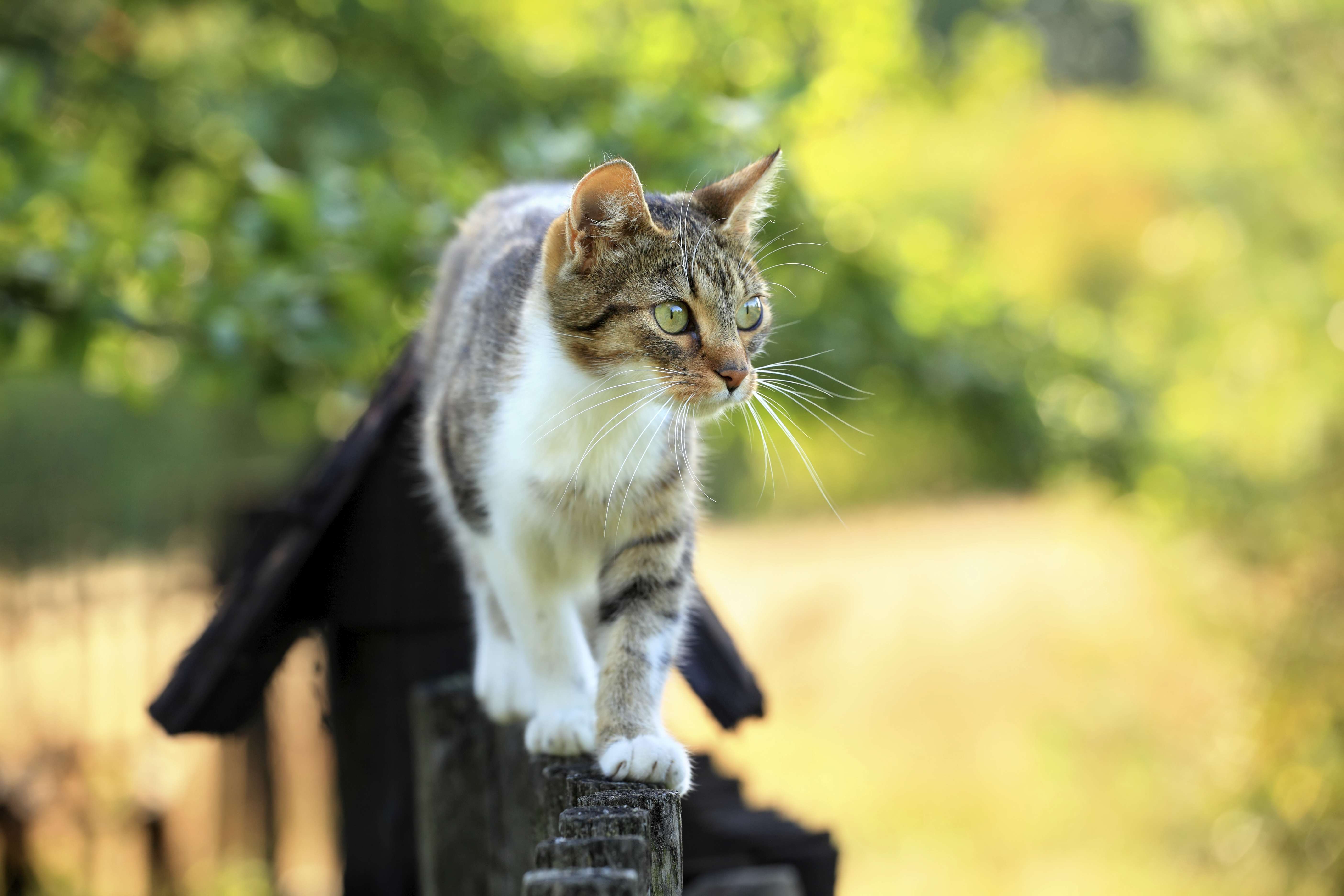 Weisenburger Bau Katze