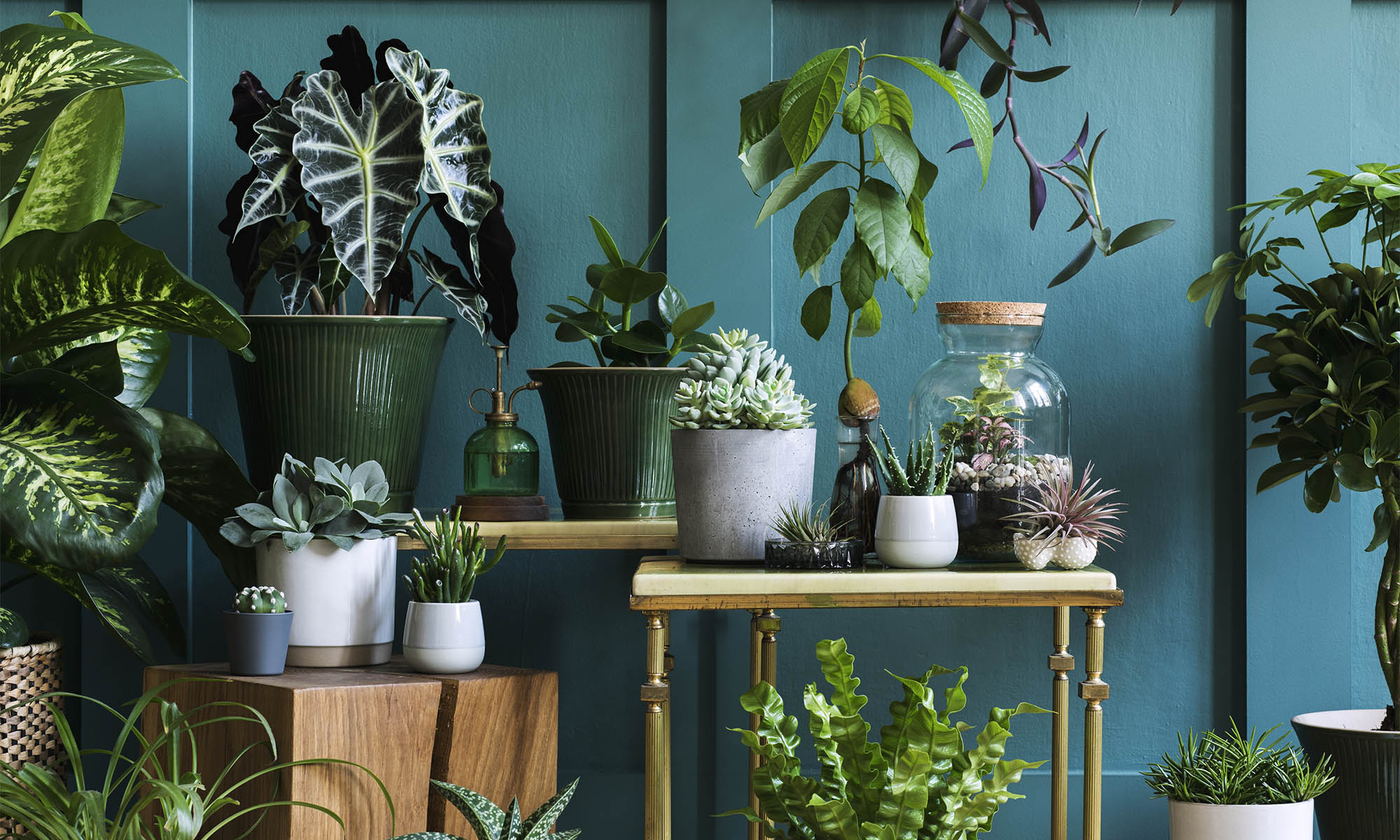 Urban Jungle - Das grüne Wohnzimmer - Mein weisenburger-Haus